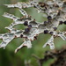 Pseudocyphellaria faveolata - Photo (c) Dave Holland, vissa rättigheter förbehållna (CC BY-NC), uppladdad av Dave Holland