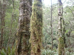Weymouthia cochlearifolia