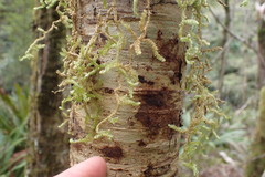 Weymouthia cochlearifolia