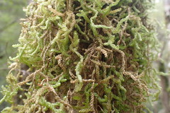 Weymouthia cochlearifolia