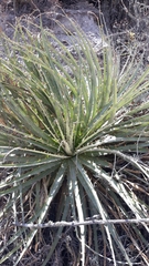 Puya aequatorialis