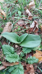 Himantoglossum hircinum