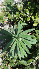Euphorbia characias