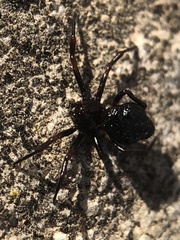 Euryopis episinoides
