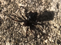 Euryopis episinoides