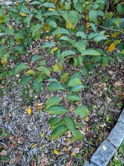 Elaeagnus multiflora