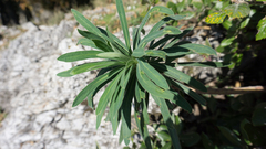 Euphorbia characias