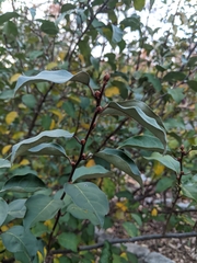 Elaeagnus multiflora