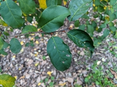 Elaeagnus multiflora