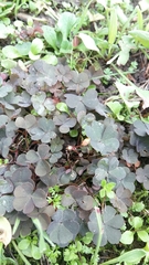 Oxalis corniculata