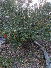 Elaeagnus multiflora