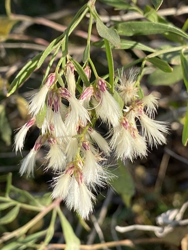 Fiore di Baccharis halimifolia