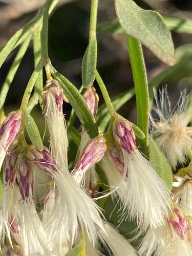 Baccharis halimifolia