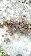Oxalis corniculata