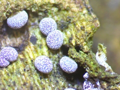 Badhamia foliicola