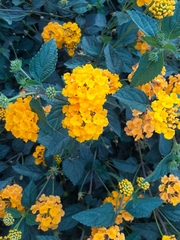 Lantana