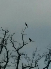 Phalacrocorax carbo