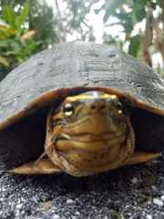 Cuora amboinensis kamaroma