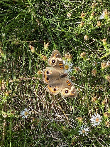 Common buckeye