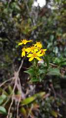 Senecio tamoides