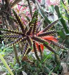Bromeliaceae