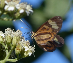 Hypothyris euclea laphria