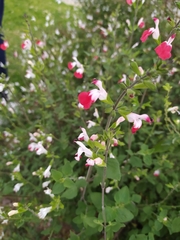 Salvia microphylla