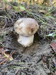 Boletus edulis grandedulis