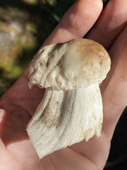 Boletus edulis grandedulis