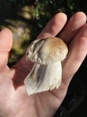 Boletus edulis grandedulis