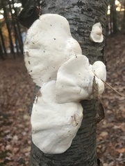 Tyromyces fumidiceps