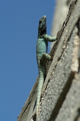 Sceloporus