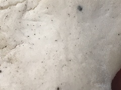 Tyromyces fumidiceps