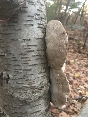 Tyromyces fumidiceps