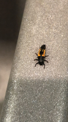 Harmonia axyridis