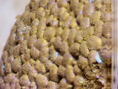 Tubifera montana