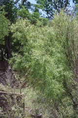 Salix mucronata