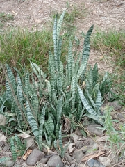 Sansevieria trifasciata