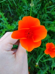 Eschscholzia californica