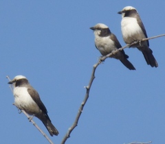 Eurocephalus anguitimens