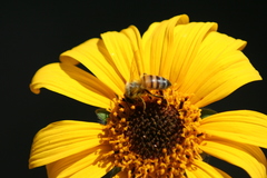 Apis mellifera