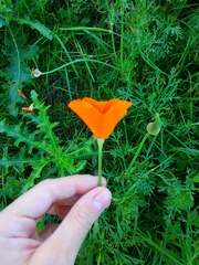 Eschscholzia californica