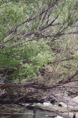 Salix mucronata