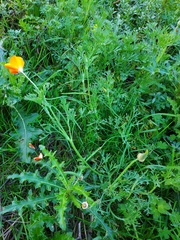 Eschscholzia californica