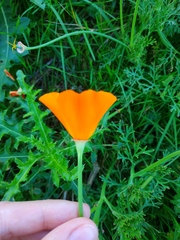 Eschscholzia californica