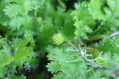 Leptinella tenella