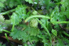Leptinella tenella