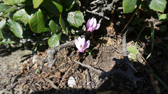 Cyclamen hederifolium