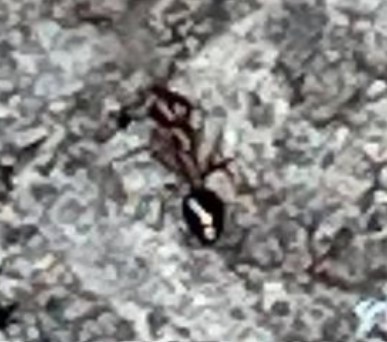 Odontomachus clarus
