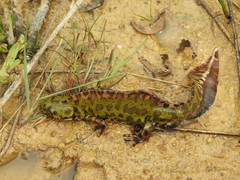 Marbled Newt photo 4